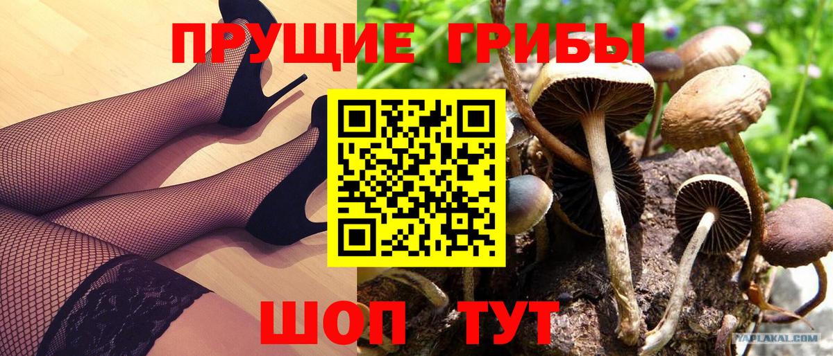 Псилоцибиновые грибы Psilocybe Красноармейск
